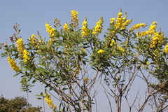 Crotalaria spectabilis